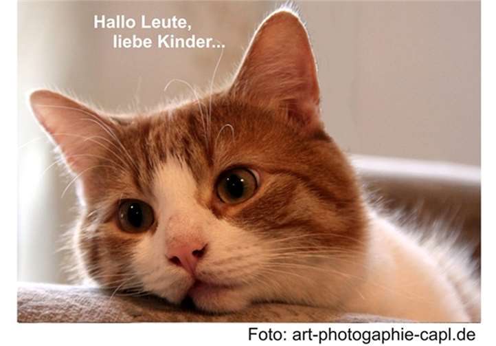 Kater Bobby.Foto: art-photographie-capl.de