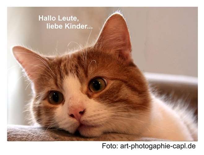 Kater Bobby.Foto: art-photographie-capl.de
