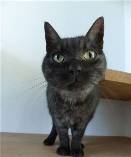 Kater Bruce wünscht sich ein Zuhause mit Freigang. privat