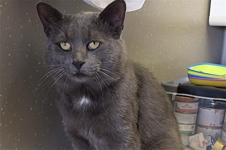 Kater Bruno