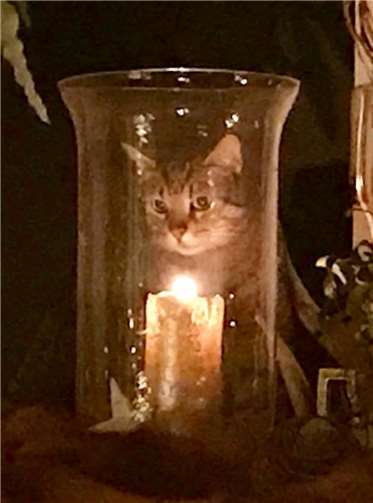 Kater Buzz Foto: Ursula Denison