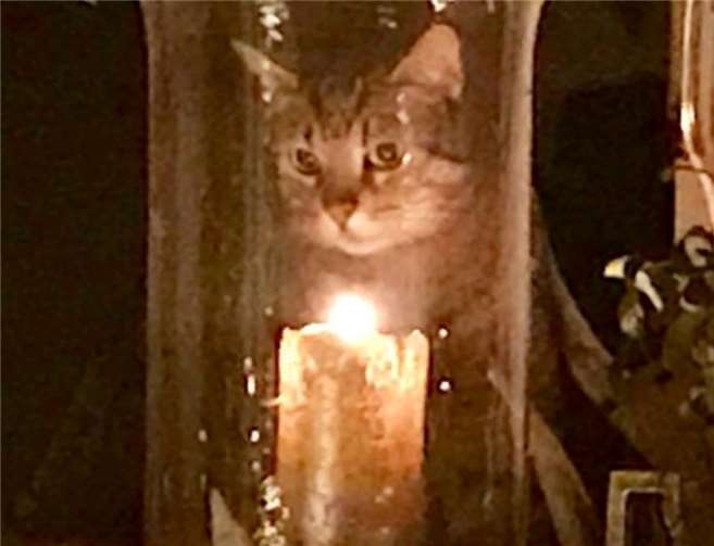 Kater Buzz von Ursula Denison.Foto: privat