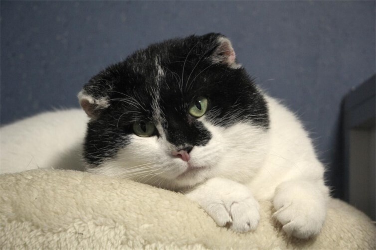 Kater Carlo