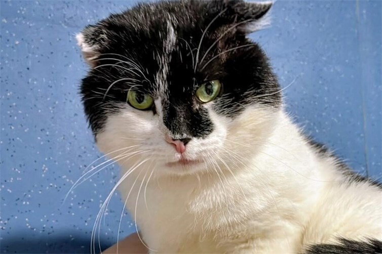 Kater Carlo