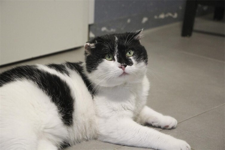Kater Carlo