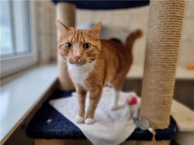Kater Carlo wartet im Tierheim Mayen auf Interessenten. Foto: Sybill Limbach