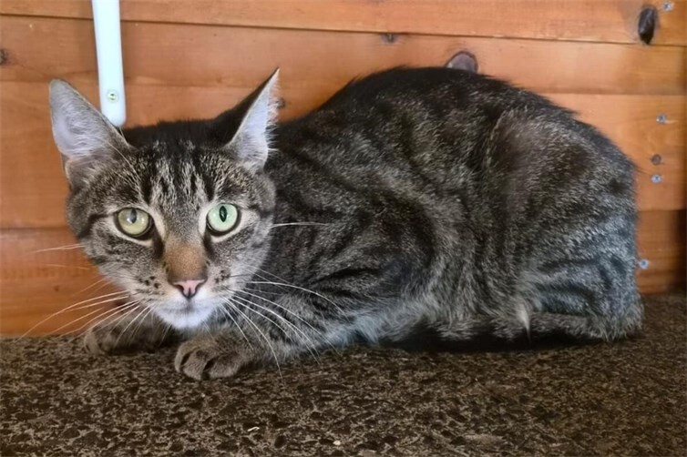Kater Diddi
