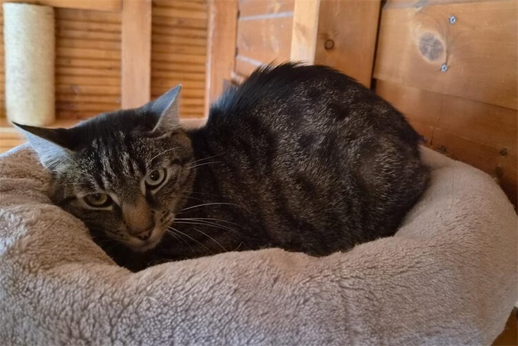 Kater Diddi