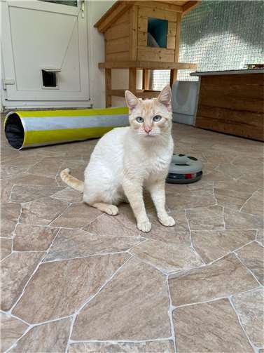 Kater Elio.  Foto: privat