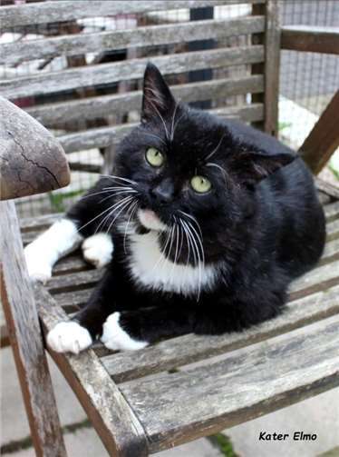 Kater Elmo sucht ein neues Zuhause. Foto: Tierschutz Siebengebirge