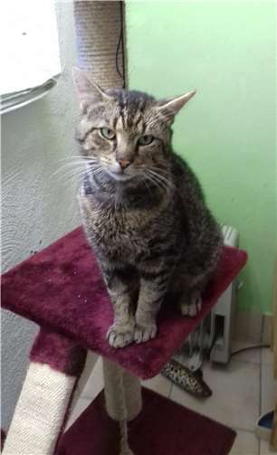 Kater Elvis sucht sein eigenes Reich mit Sofa. Foto: privat