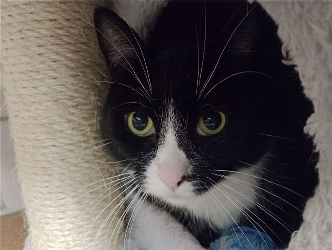 Kater Felix sucht ein neues Zuhause. Foto: Tierheim u. TierschutzvereinKreis Ahrweiler e.V.