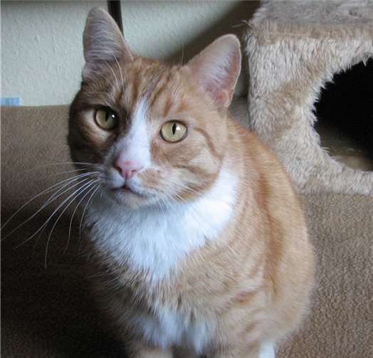 Kater Findus. privat