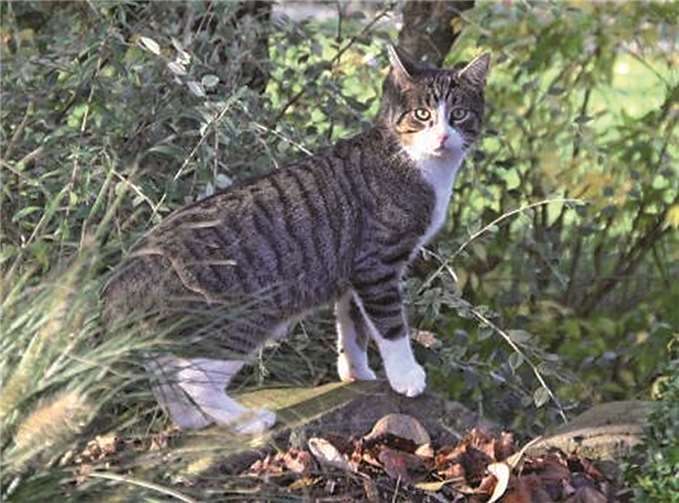 Kater Fluffy ist eine kleine Herausforderung.privat