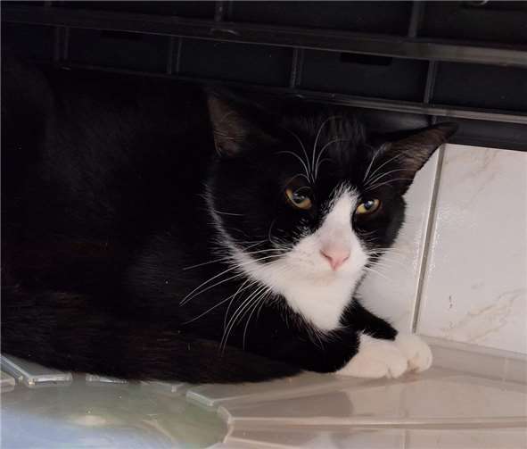 Kater Franco kann auch gerne zu einer Katze/Kater ins neue Zuhause einziehen.