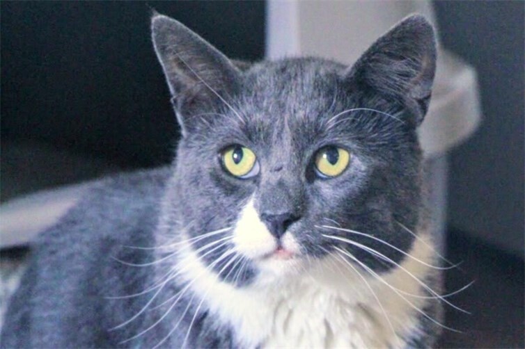 Kater Fred