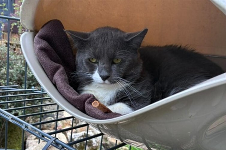 Kater Fred