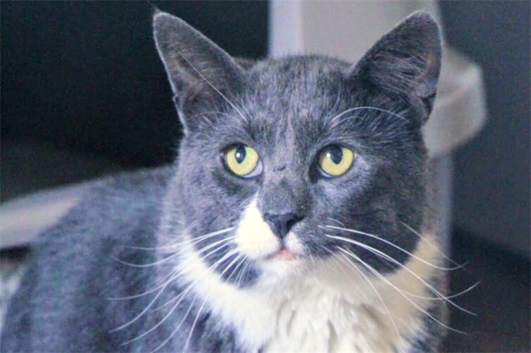 Kater Fred