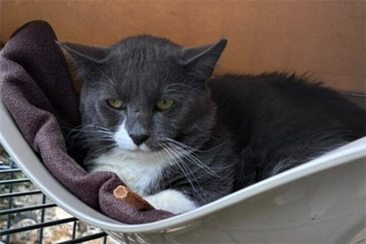 Kater Fred
