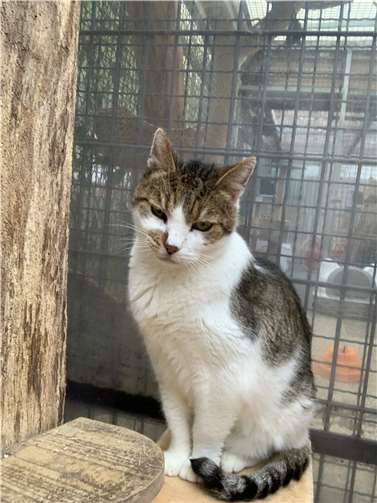 Kater Freddy. Fotos: privat