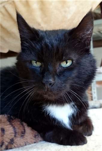 Kater Fritzi wünscht sich ein Zuhause mit Freigang. privat