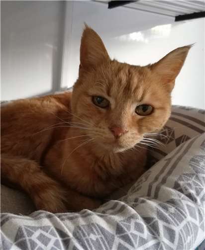 Kater Garfield ist ein Senioren-Pfötchen, der noch einmal ein Zuhause auf Lebenszeit sucht. Foto: Tierschutz Siebengebirge /Uli Peters