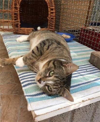 Kater Gustav sucht ein liebevolles Zuhause.Tierheim Mayen