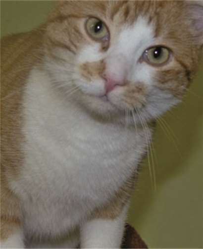 Kater Hurricane ist lieb und unkompliziert. privat