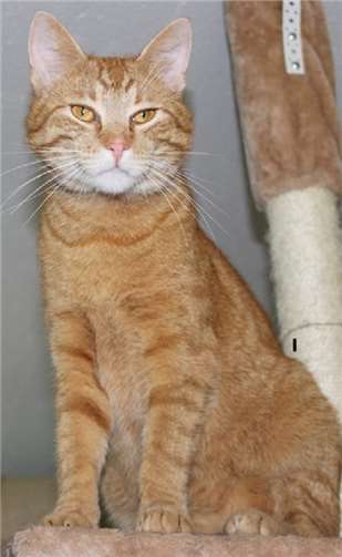 Kater Jamie liebt ausgiebige Kuschel- und Spielstunden mit „seinen“ Menschen. privat