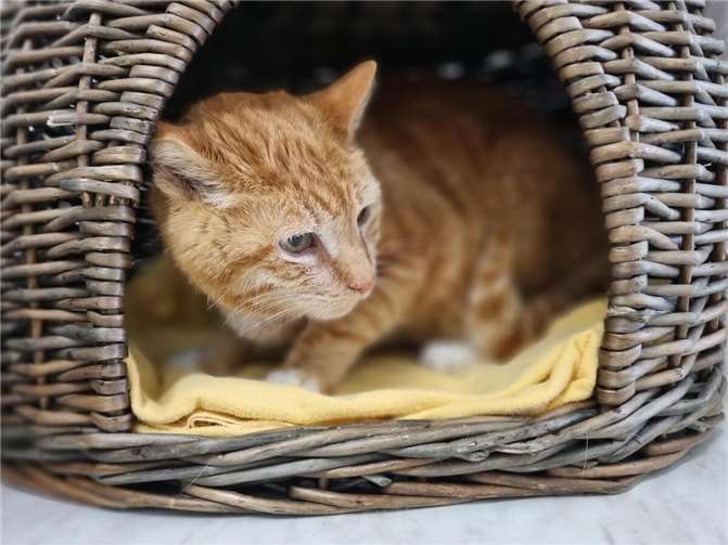 Kater Jenka aus dem Tierheim in Mayen.  Foto: Sybill Limbach
