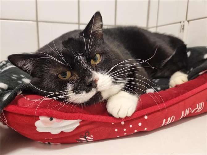 Kater Jimmy aus dem Mayener Tierheim.  Foto: Sybill Limbach