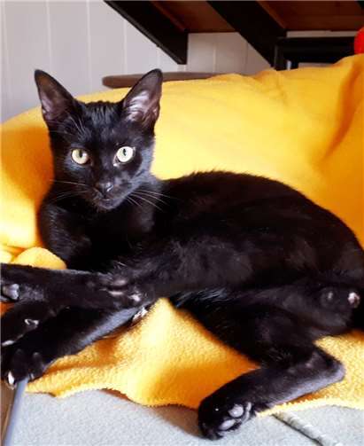 Kater Jimmy.Foto: privat