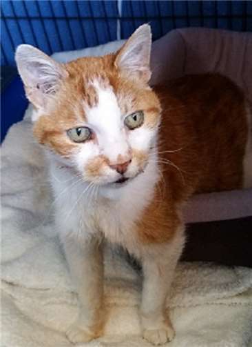 Kater Julius sucht ein liebevolles Zuhause. privat