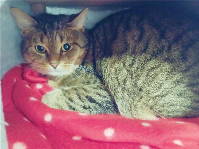 Kater Jupp aus dem Tierheim in Remagen.  Foto: Tierheim u. Tierschutzverein Kreis Ahrweiler e.V.