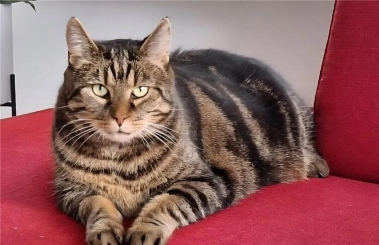 Kater Käptn Jack ist wieder zu Hause. Foto: privat 