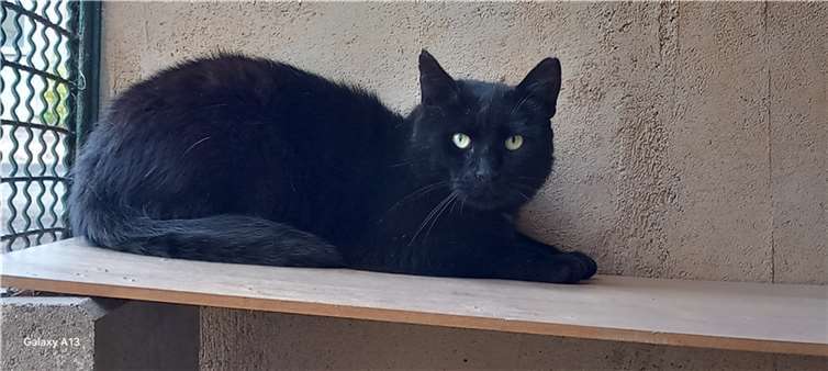 Kater Kalle möchte schnell wieder seine Freiheit genießen können. Foto: Sybill Limbach