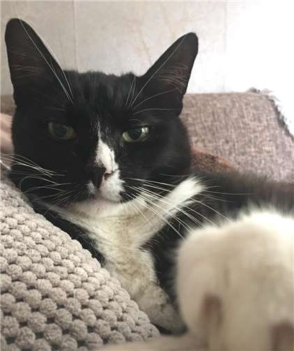 Kater Kasimir. Fotos: Tierschutz Siebengebirge