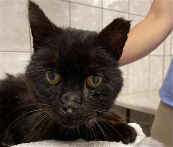 Kater Klausi. Foto: privat