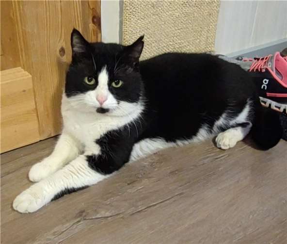 Kater Konrad. Foto: privat