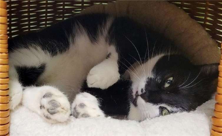 Kater Larry kann auch genießen.