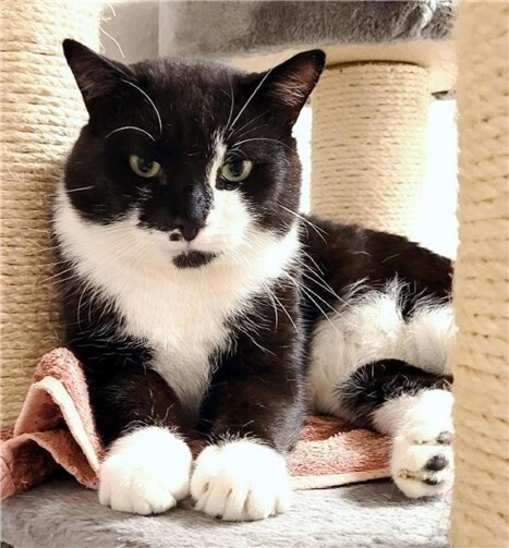 Kater Larry.Fotos: Tierschutz Siebengebirge, Anja Kalisch