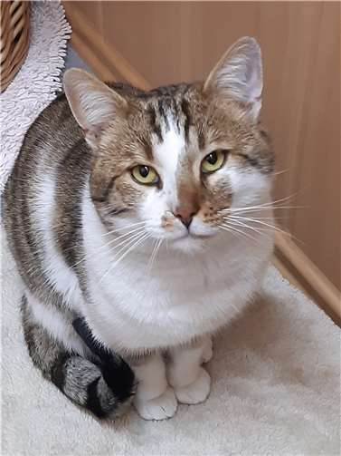 Kater Lasse.  Foto: privat