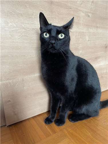 Kater Loki.  Foto: privat