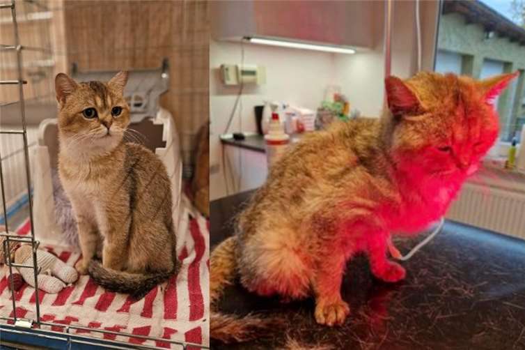 Kater Ludwig am Fundtag (re.) Er muss seinen Beckenbruch noch in Boxenruhe (li.) auskurieren. Fotos: M. Prasser