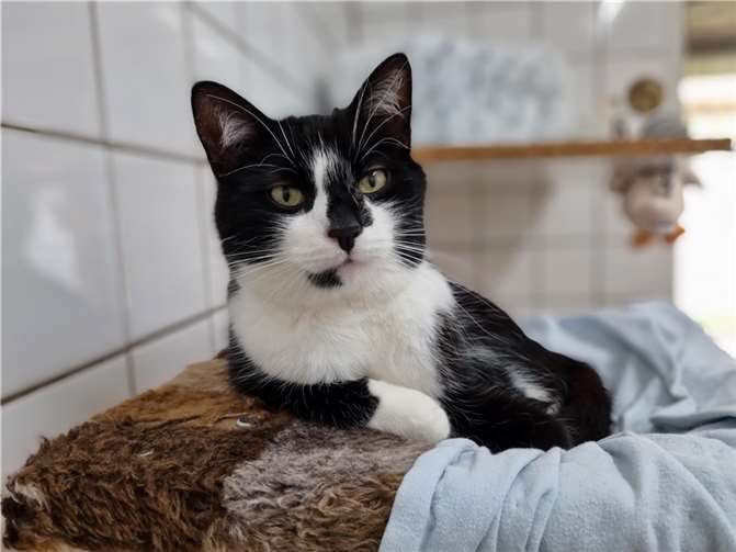 Kater Mäxchen braucht Menschen, die ihn verstehen.  Foto: Sybill Limbach