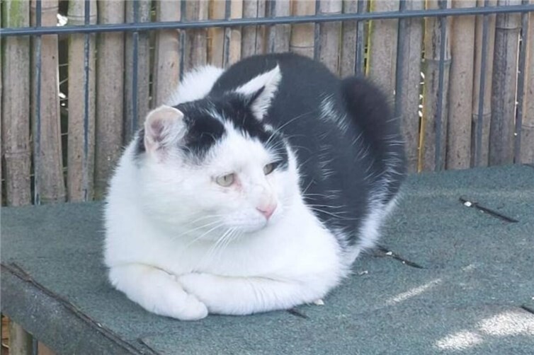 Kater Max