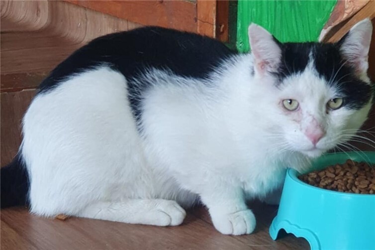 Kater Max