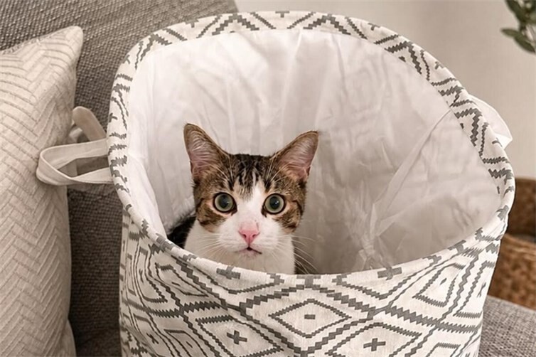 Kater Michi