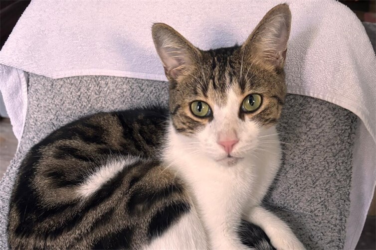 Kater Michi