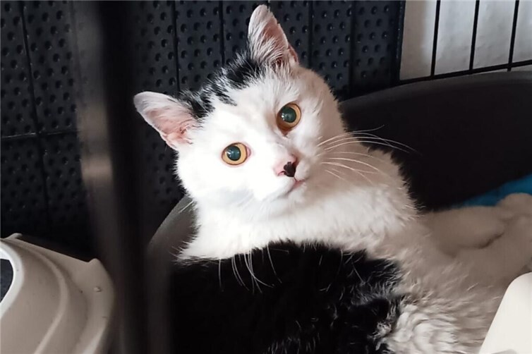 Kater Momo ist wieder daheim. Foto: Katzenschutzfreunde
